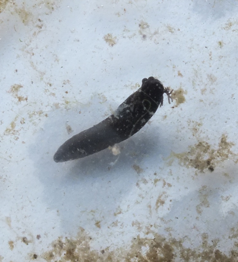 Fylde Amphibian & Reptile Group: Our tadpoles are hatching