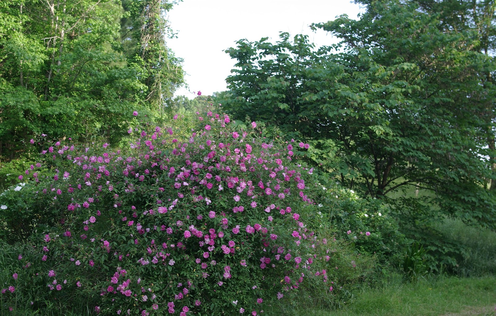 sweetbay Snow and flowers