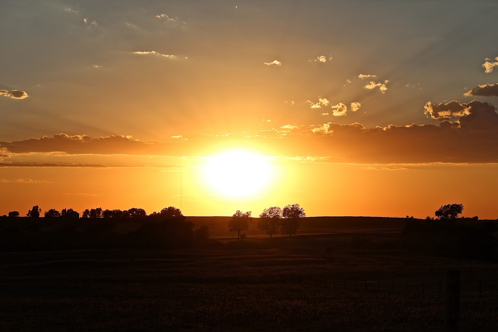 Executive Sires, Inc. Nebraska Sunset at Stoltz Exotics