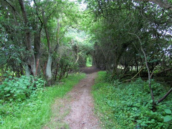 Image for walk 14, The Woodman Loop, created by The Hertfordshire Walker and released under Creative Commons