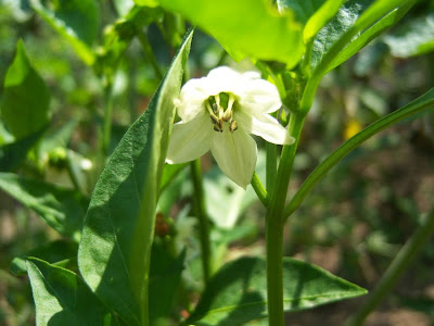 Flor blanca característica de los pimientos del morrón