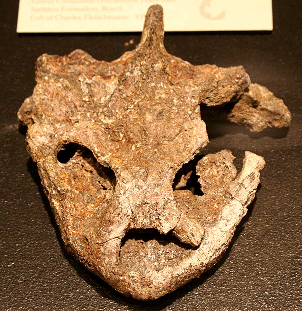 Louisville Fossils and Beyond Toxochelys latiremis Sea Turtle Fossil