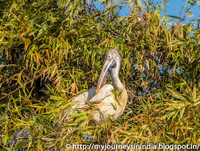 Ranganathittu Birds Ranganathittu Birds