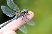 Blue-eyed Darner