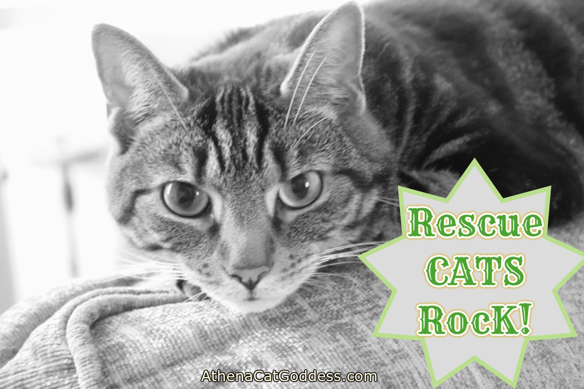 Athena Cat Goddess Wise Kitty Rescue Cats Rock! CharityTuesday