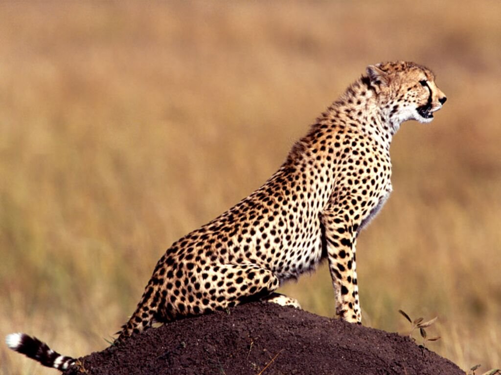 Cheetah The Biggest Animals Kingdom