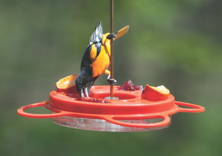 wild birds unlimited my favorite hummingbird and oriole wild birds unlimited my favorite hummingbird and oriole