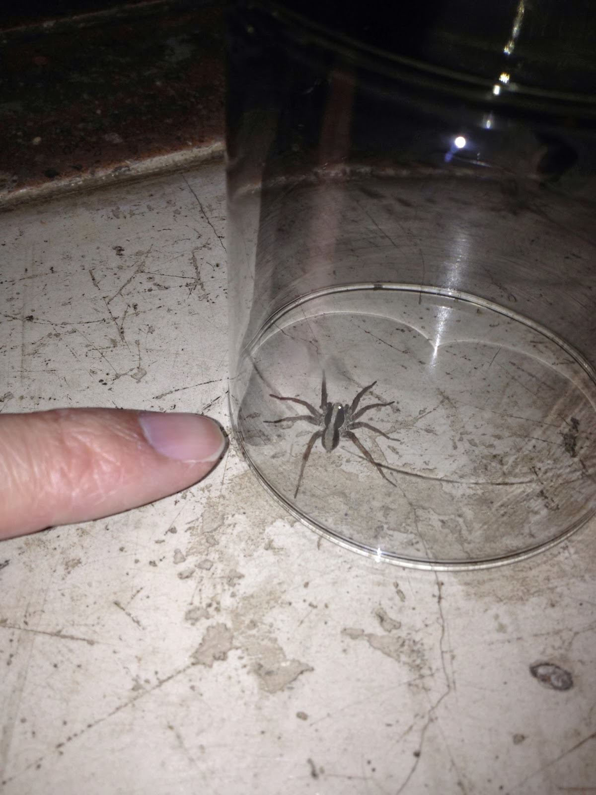 Sabi Sands - We had a perfect evening until this jumping spider crashed our party!