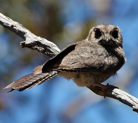 of World: Australian owlet-nightjar