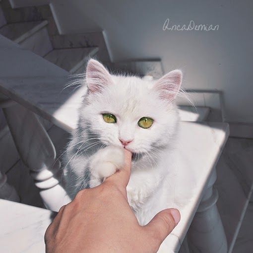 150 gambar kucing lucu dan imut termasuk anggora, persia, dan maine coon 150 gambar kucing lucu dan imut termasuk anggora, persia, dan maine coon