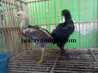 Ayam Pelung Usia 1 Bulan