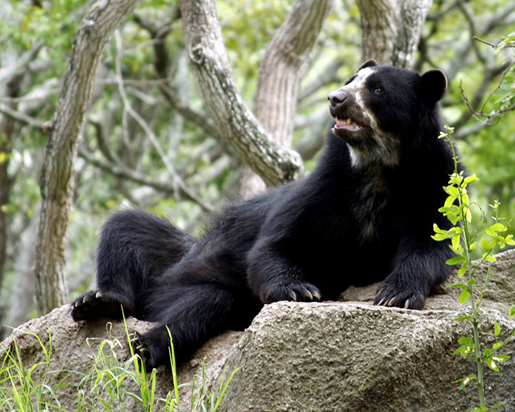 🐜🐜TIPOS de FAUNA🐭 en Venezuela