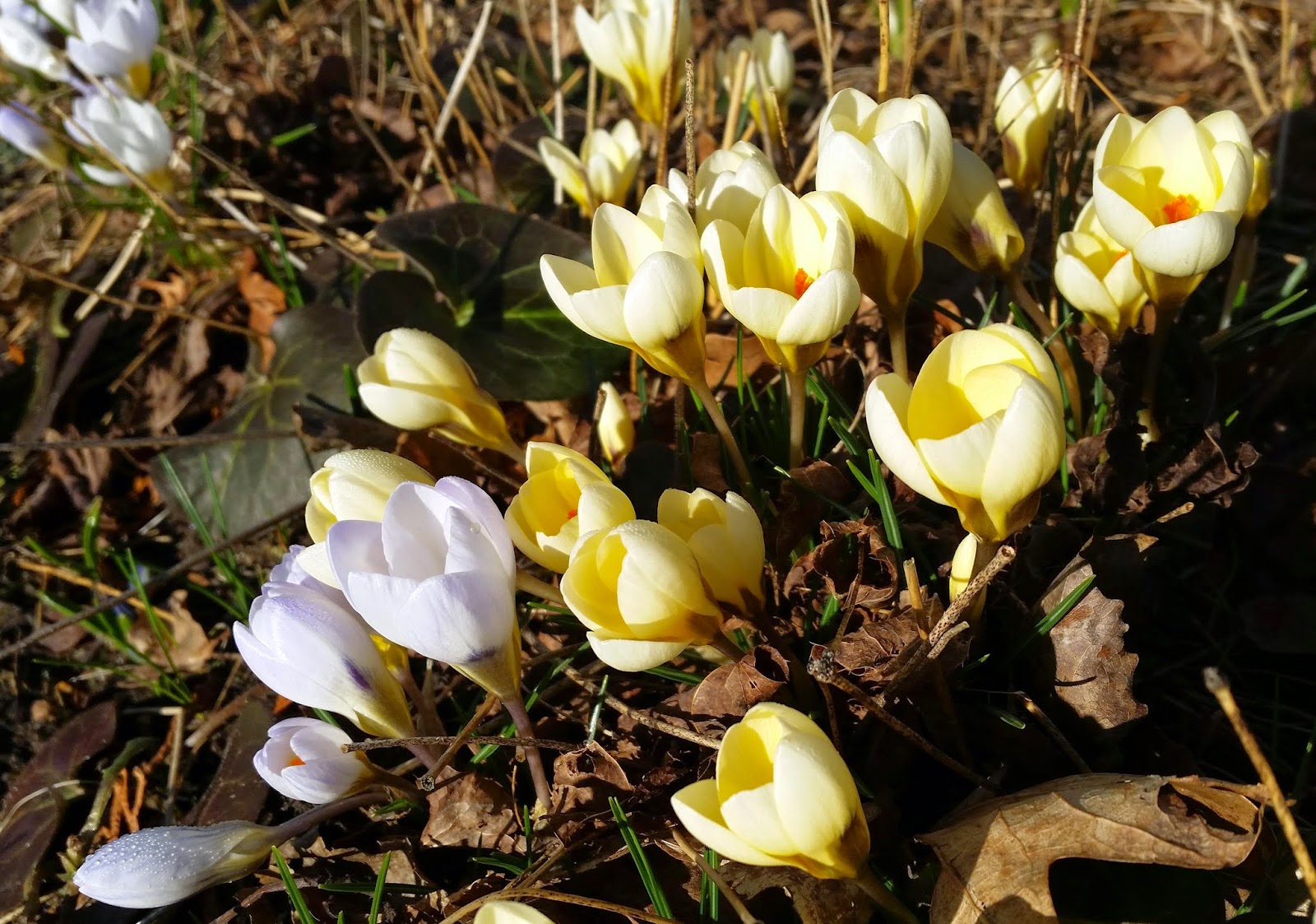 krokus cream beauty krokus cream beauty