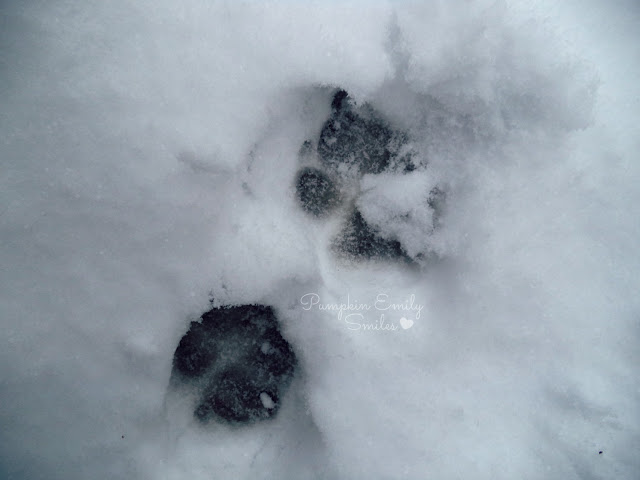 A dogs footprint in the snow