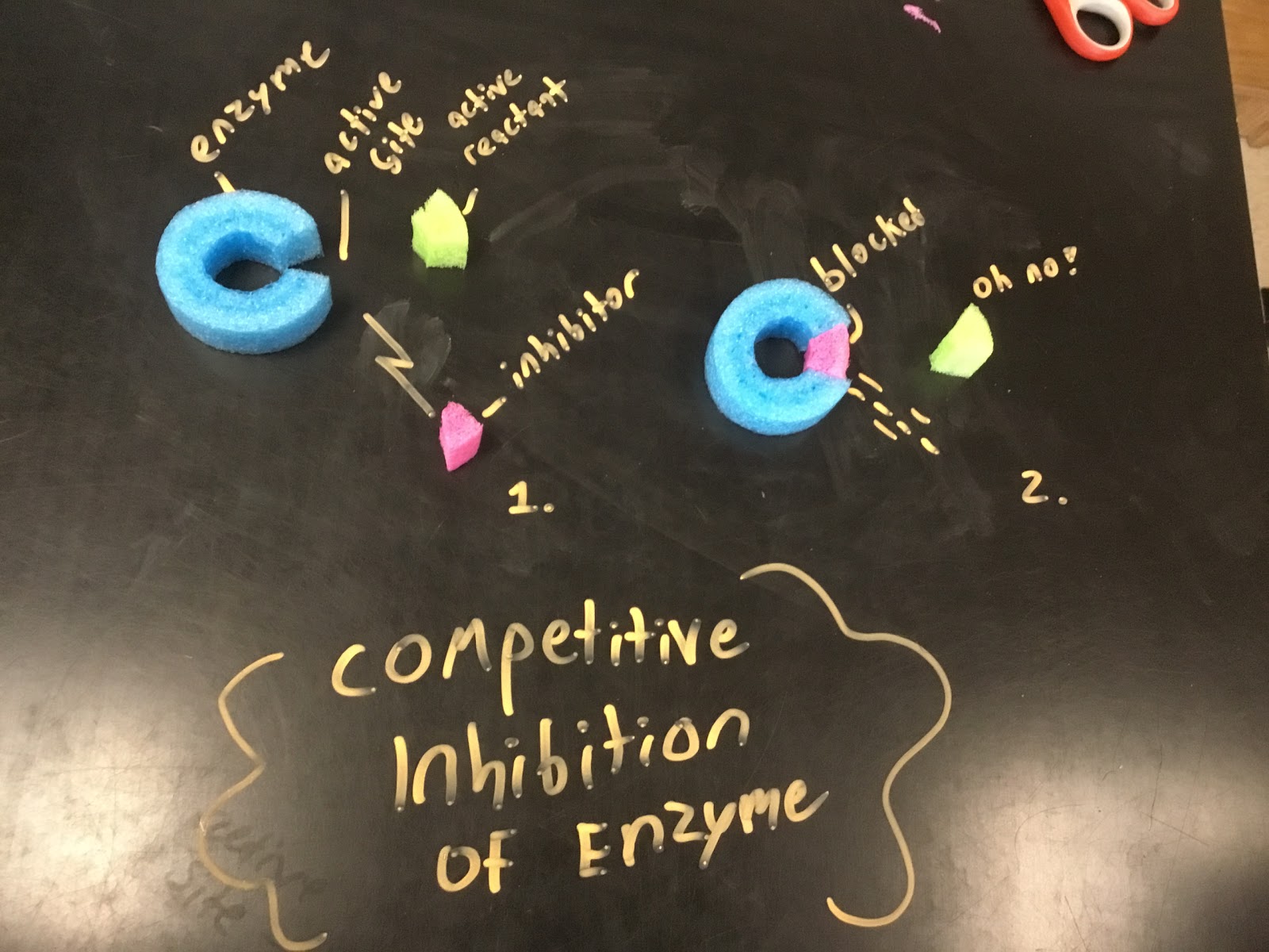 IMG_0873.JPG (1600×1200) Enzymes activity, Biology projects, Science