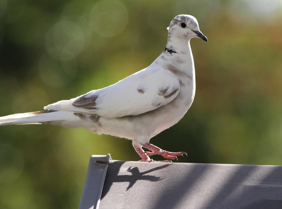 Jo's Morning Walk Leucistic or Hybrid Eurasian CollaredDove?