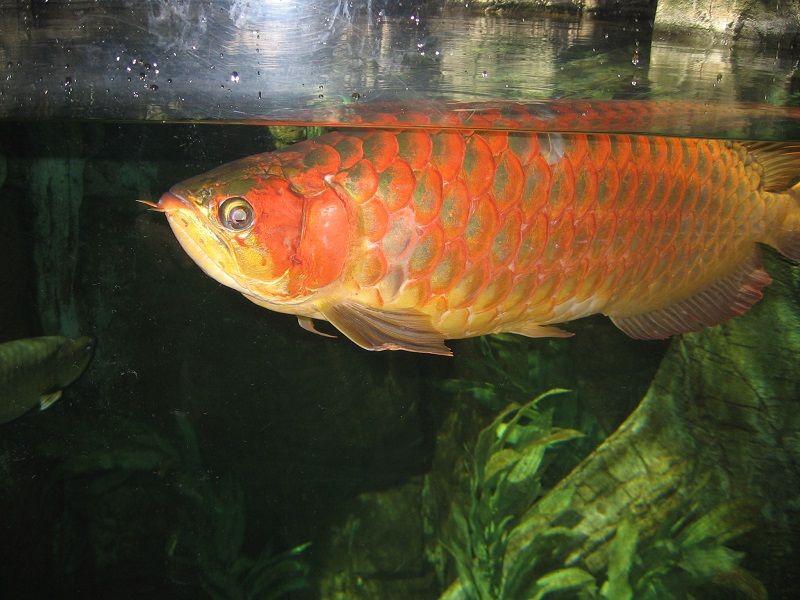 Gambar Ikan Arwana Super Red