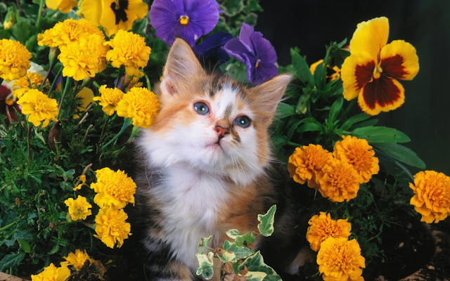 Foto de un Gatito entre las Flores Amarillas - Fotos de Gatos y Flores