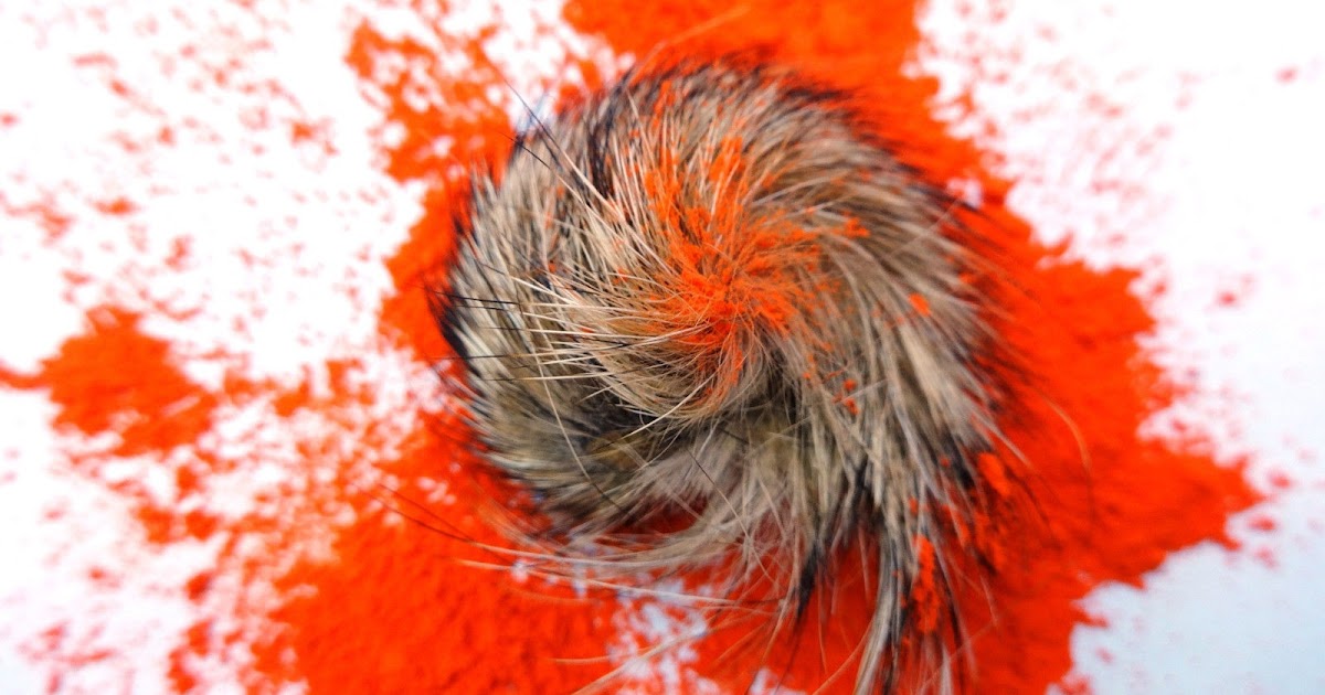 Gidar Singhi Urdu History Siyar Singhi Hindi Kya Hai Gidar Singhi