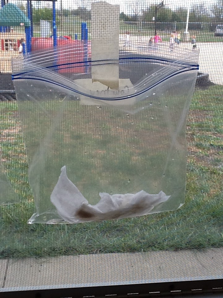 What's Happening in 3A Will Our Lima Beans Sprout?