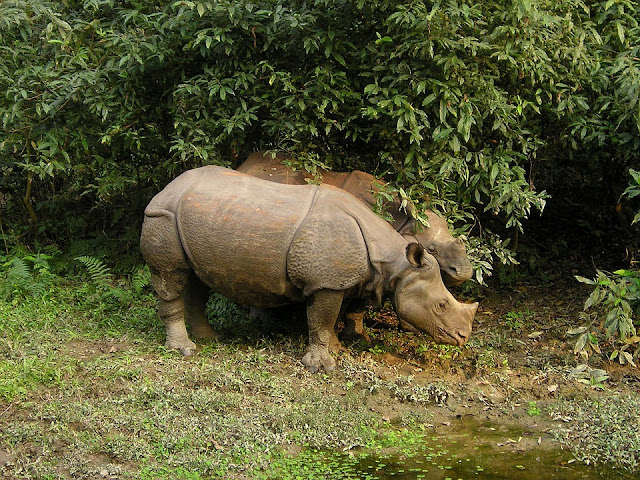 Wildlife in Nepal