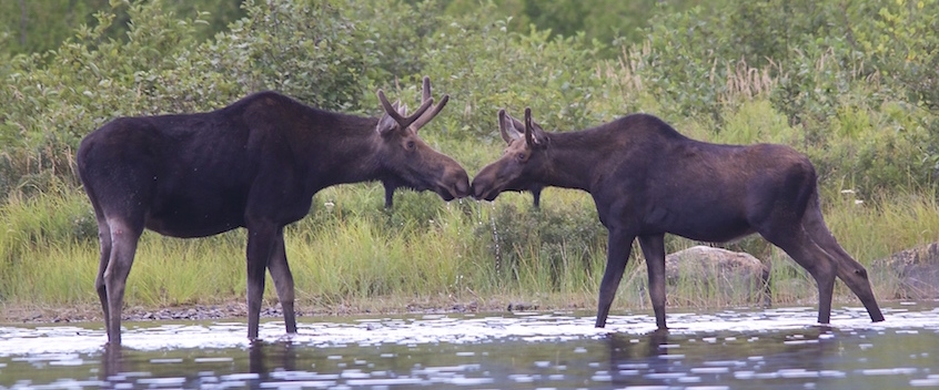 Free essays to copy image