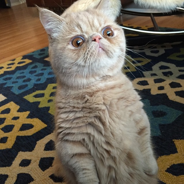 Кот Джордж, который любит стоять на задних лапах