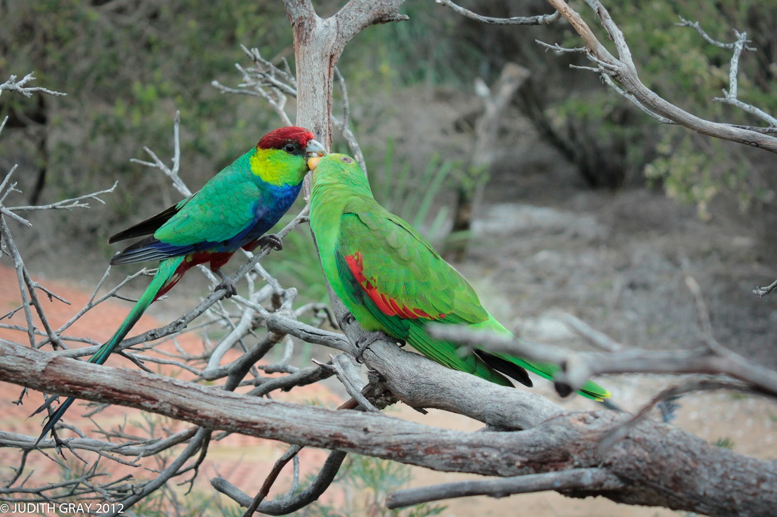 Rainbow Jungle Parrot Zoo, Kalbarri, WA