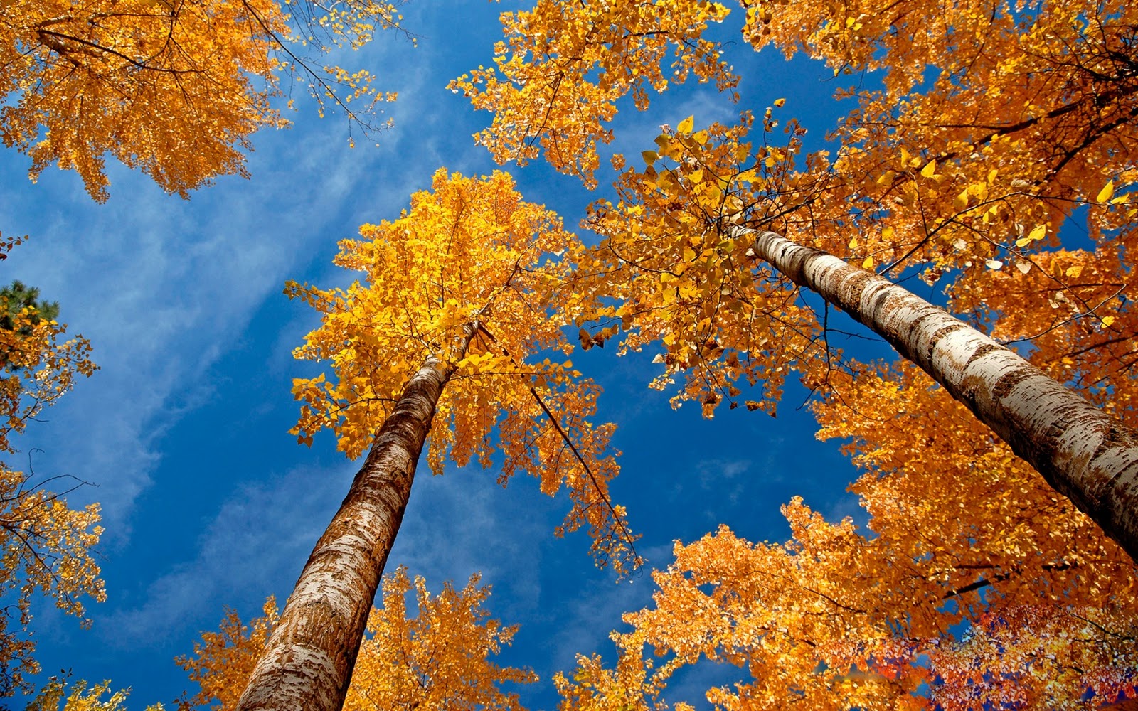Only-Nature: Autumn Wallpapers