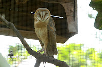 taman burung tmii