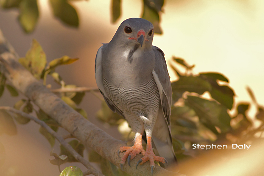 Senegal Raptors Lizard Buzzard w2201
