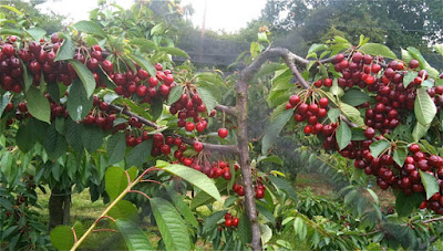 Chuyên cung cấp cây cherry giá tốt - Nhà vườn Khánh Võ CHERRY