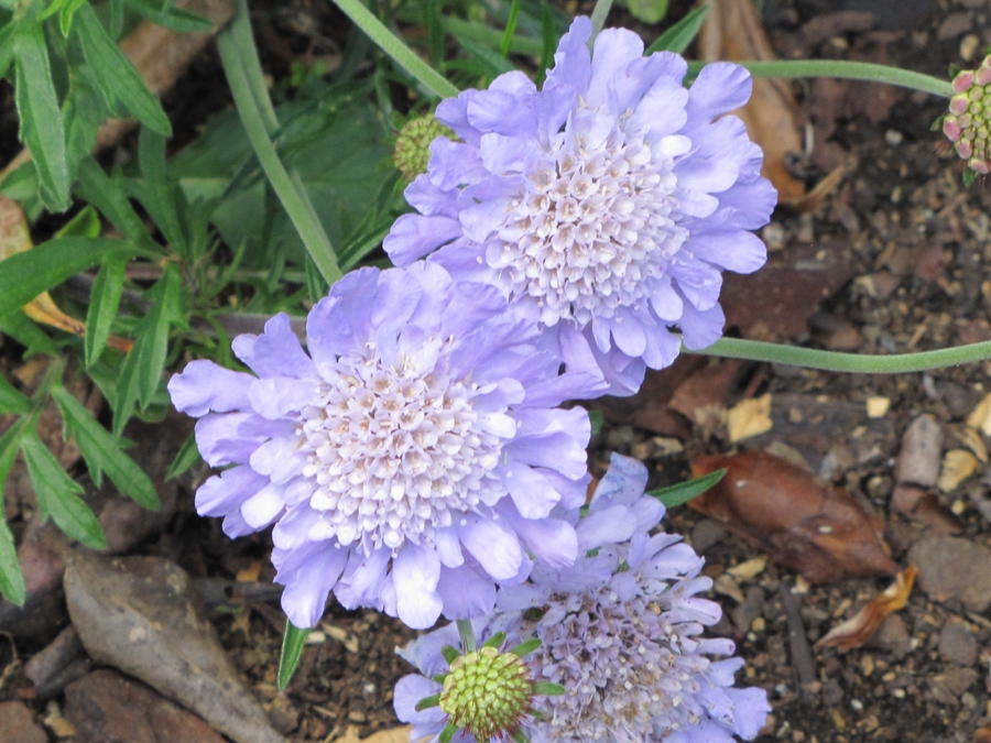 photographing New Zealand purple flowers