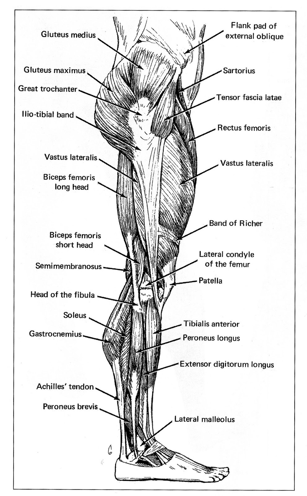 Life Drawing; Professor Kyle Stevenson: Assignment #3: Leg Muscles