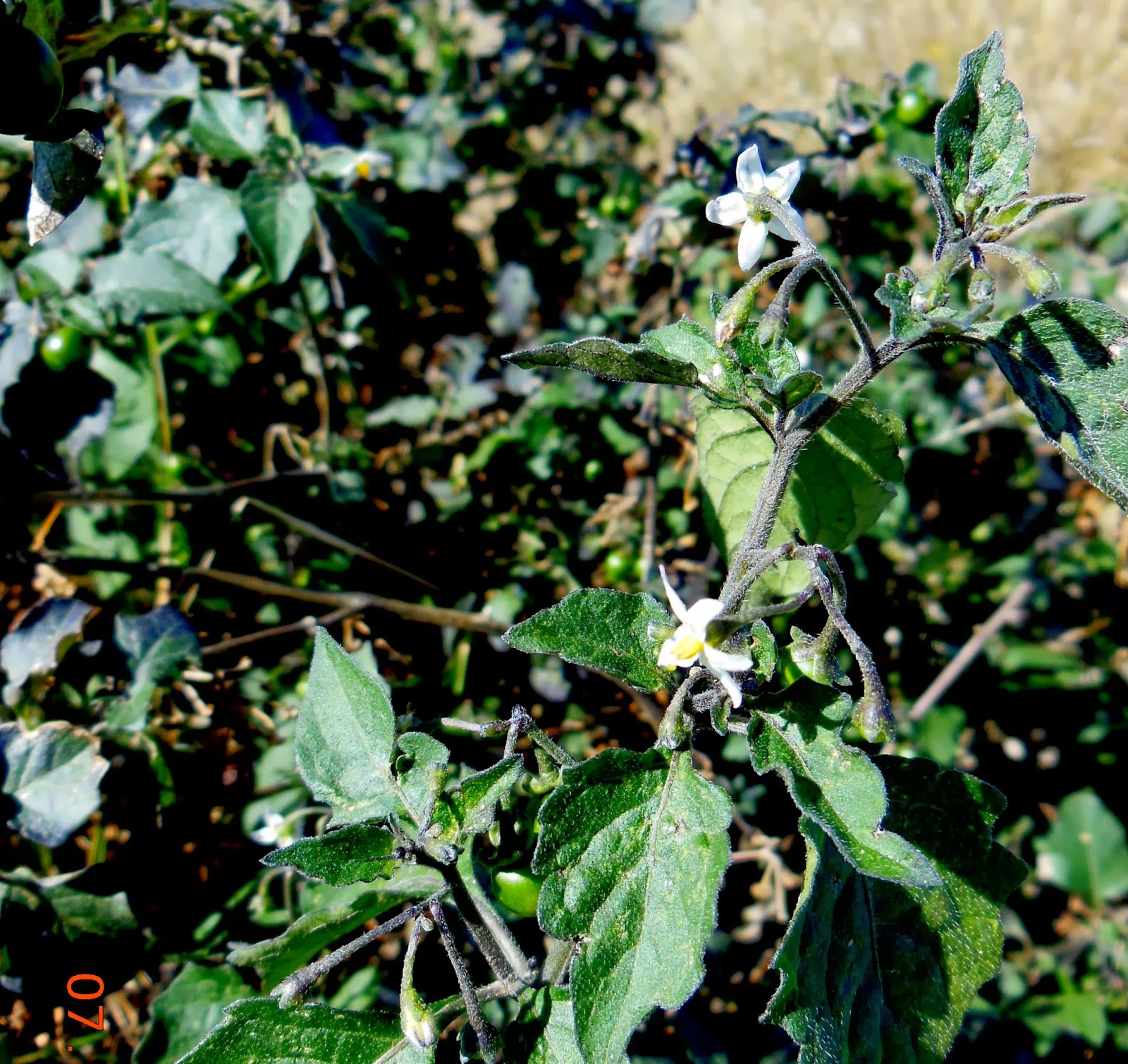 naturconsejos HIERBA MORA (Solanum nigrum)