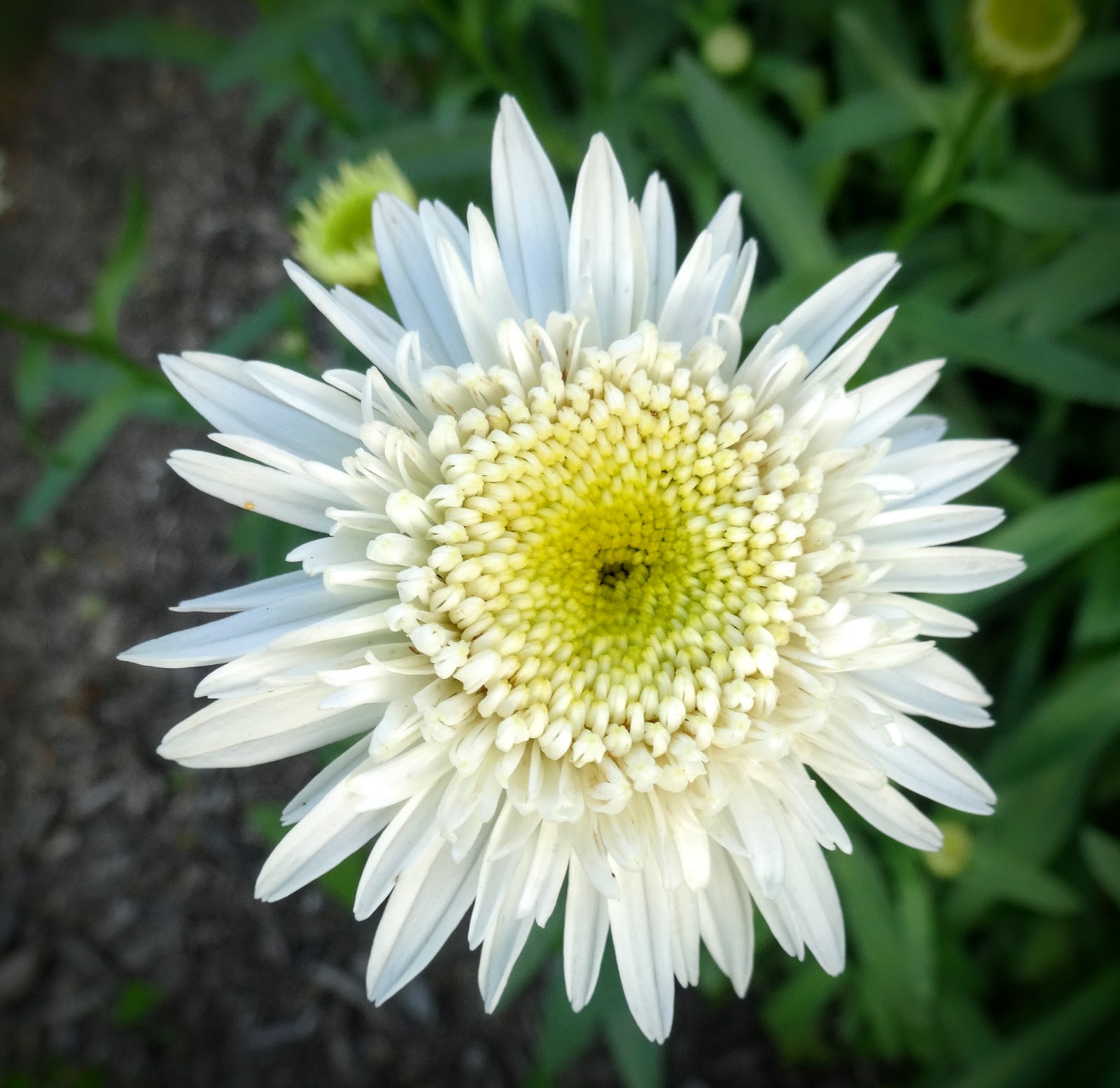 Love, Joy and Peas Rose, Purple Coneflower, Shasta Daisy, Sweet Pea