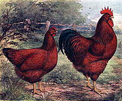 Buy Rhode Island Red Rooster Buy Rhode Island Red Rooster