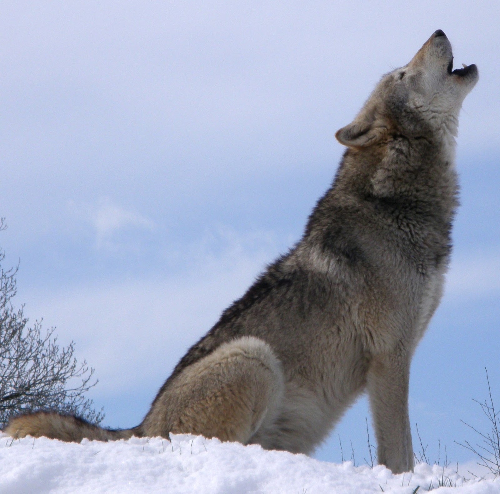 Picture of a wolf howling.