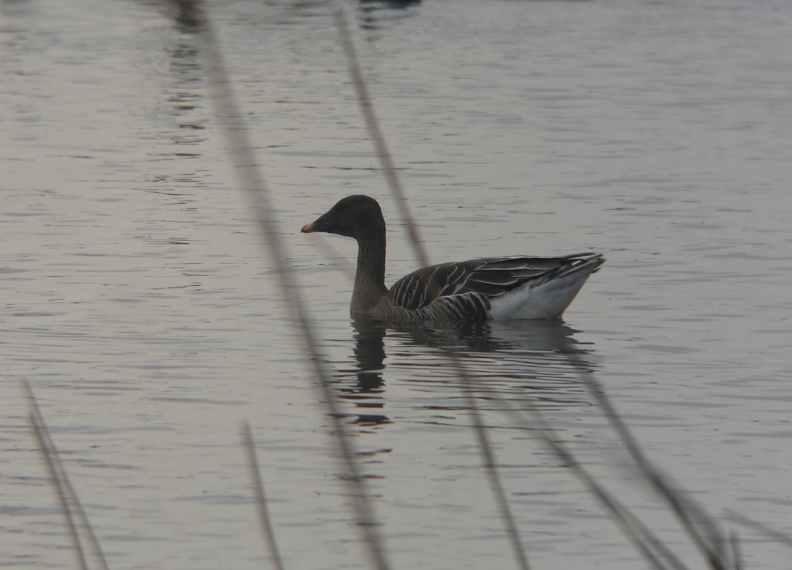 BIRDING Kyoto, Kansai and Japan Taiga (Middendorff's) Bean Goose on