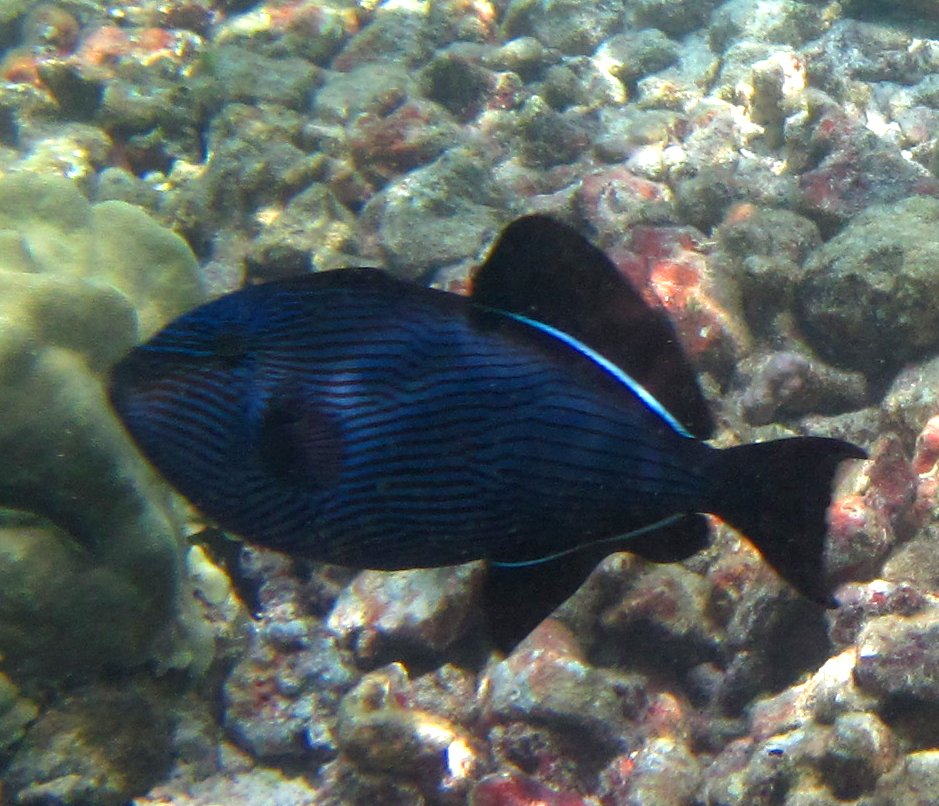 Kona Snorkeling, Fish Watching and Other Adventures Black Durgon Color