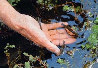 hirudoterapie varicoza tromboflebita)