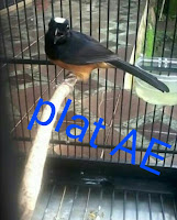 murai batu kaji murai batu muda hutan