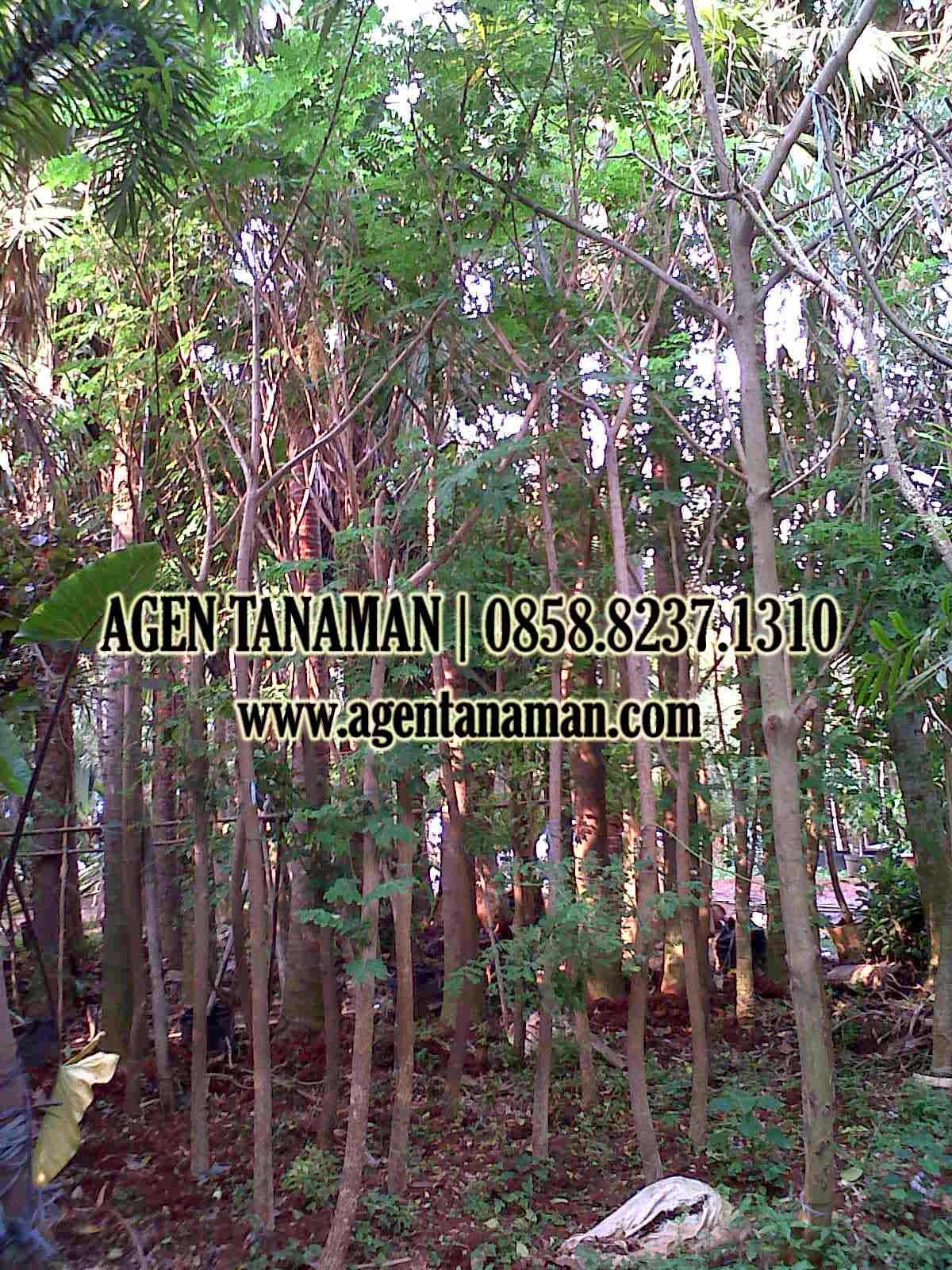 POHON TREMBESI | JUAL POHON PELINDUNG | AGEN TANAMAN ~ AGEN TANAMAN