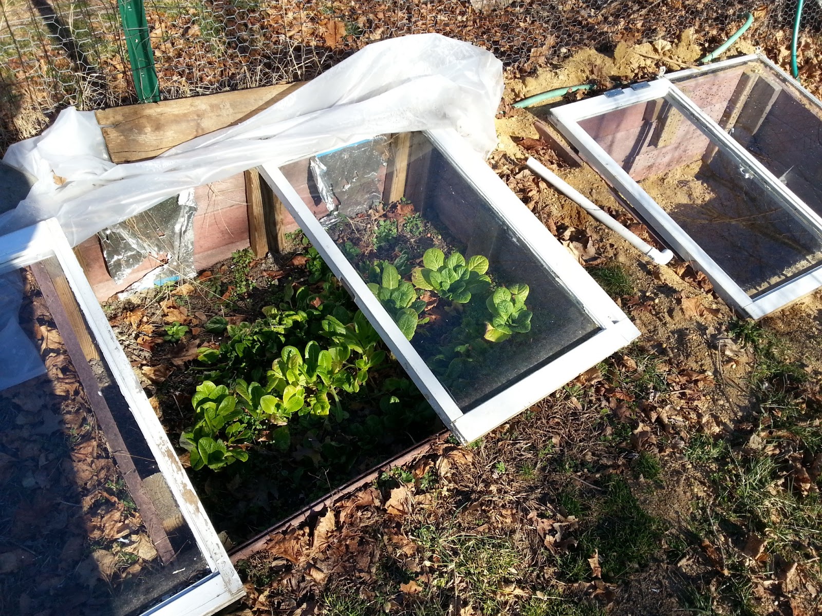 Legitgardens Sunken Cold Frame