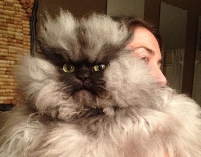 Il Gatto Che Ha Vissuto Piu A Lungo