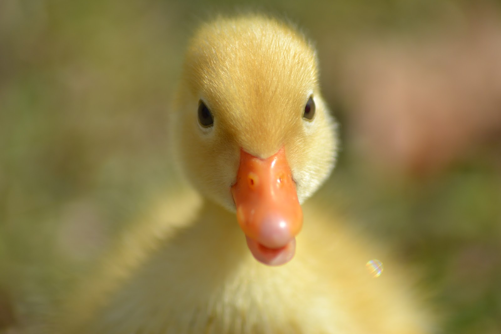 TheA Photography Fluffy Duck