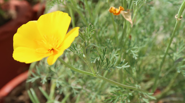 beautiful flower images wallpapers beautiful flower images wallpapers