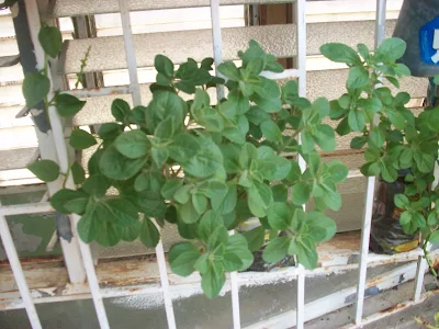 Plectranthus ornatus,planta de acetaminofen, planta de atamel