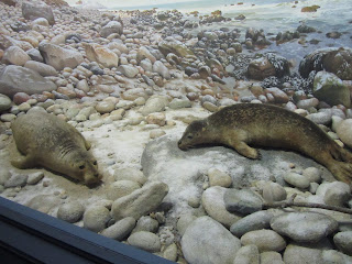 DECIMOQUINTO DÍA-2 Noviembre: ÚLTIMO DÍA. MUSEO DE HISTORIA NATURAL. - Desayuno en Nueva York y un Paseo por Washington (2)