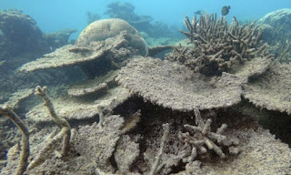 El 67 por ciento de los corales del norte de la Gran Barrera de Australia ha muerto